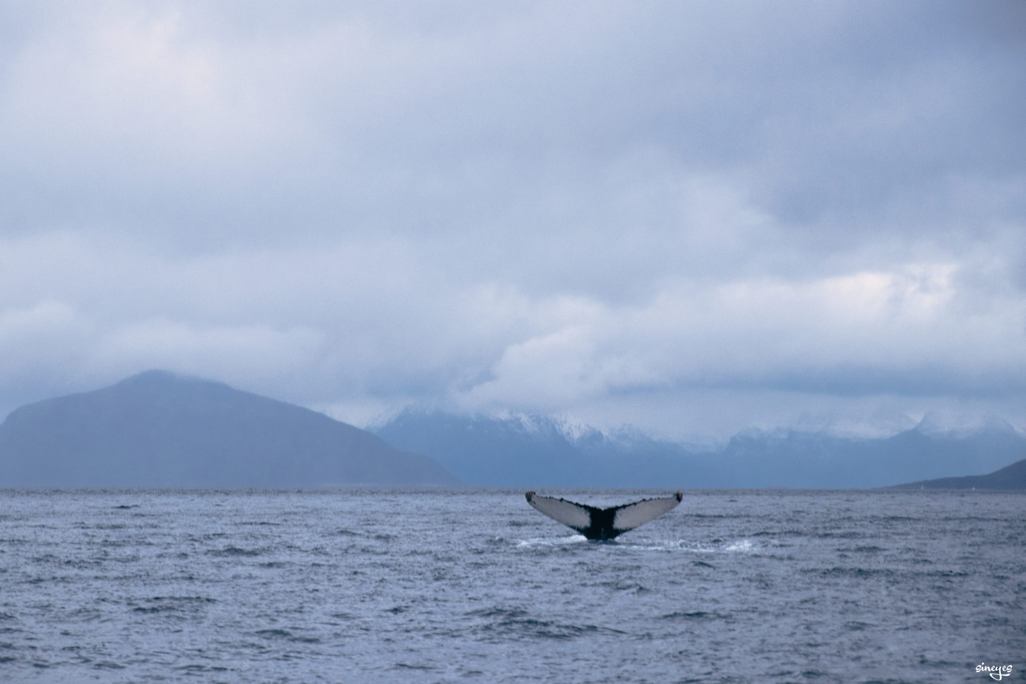 Half whale - Skjervøy, norvège