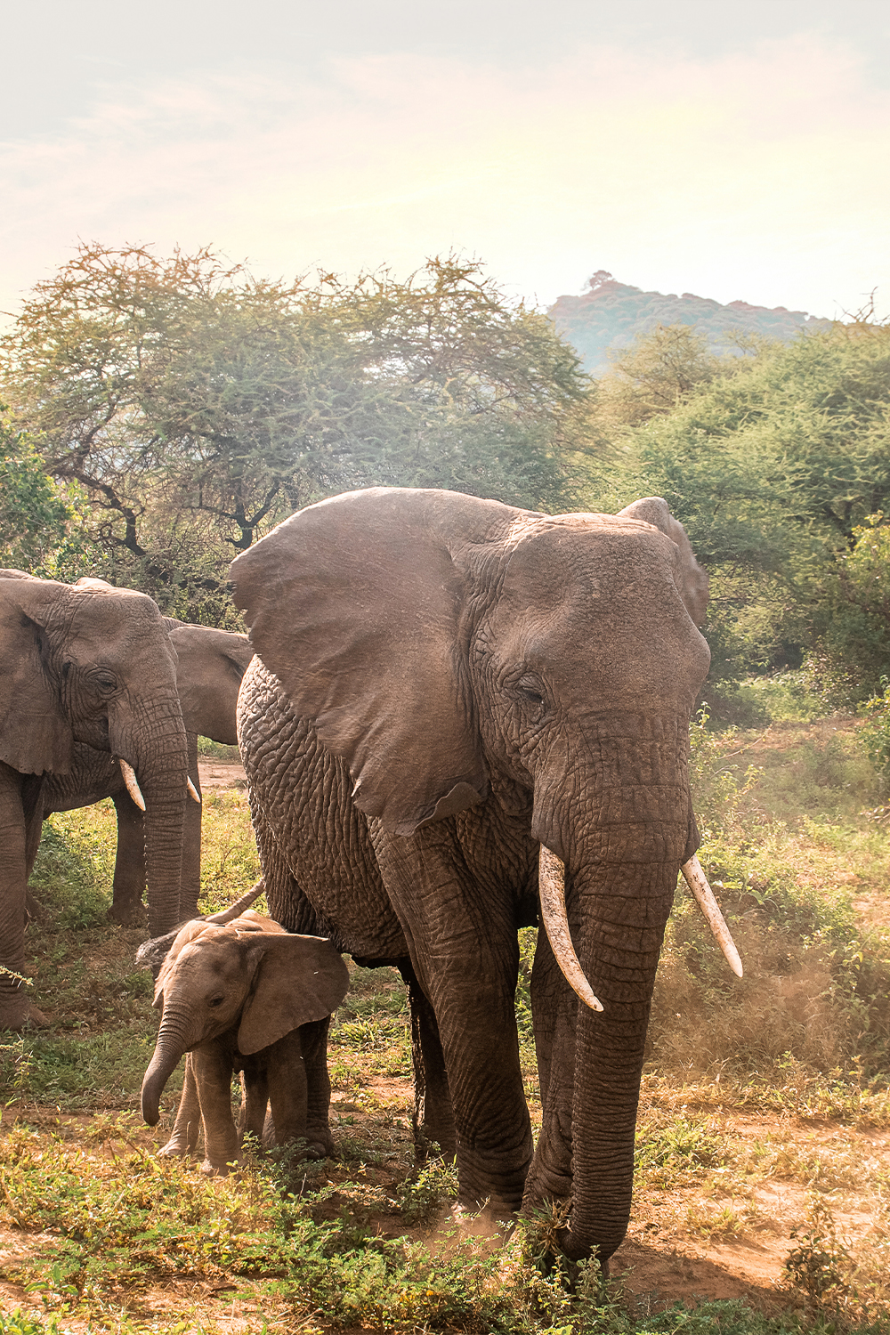 Baby elephant - Tanzanie