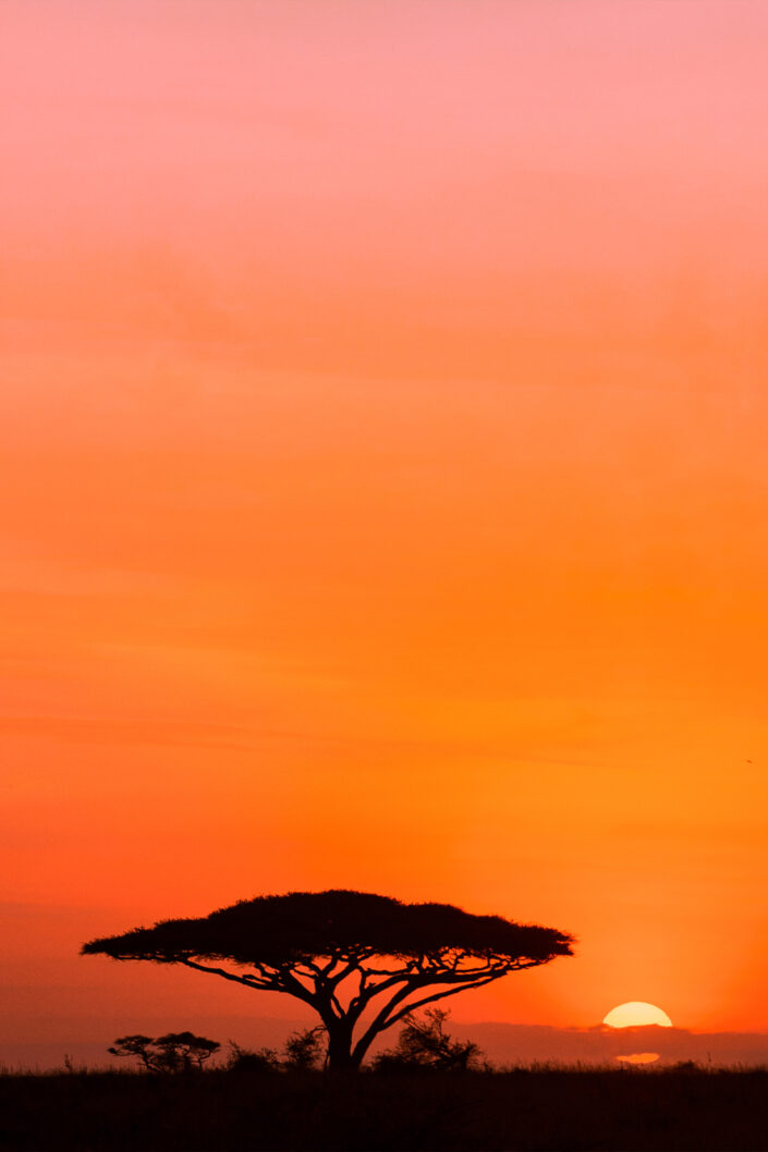 Serengeti sunset - Tanzanie