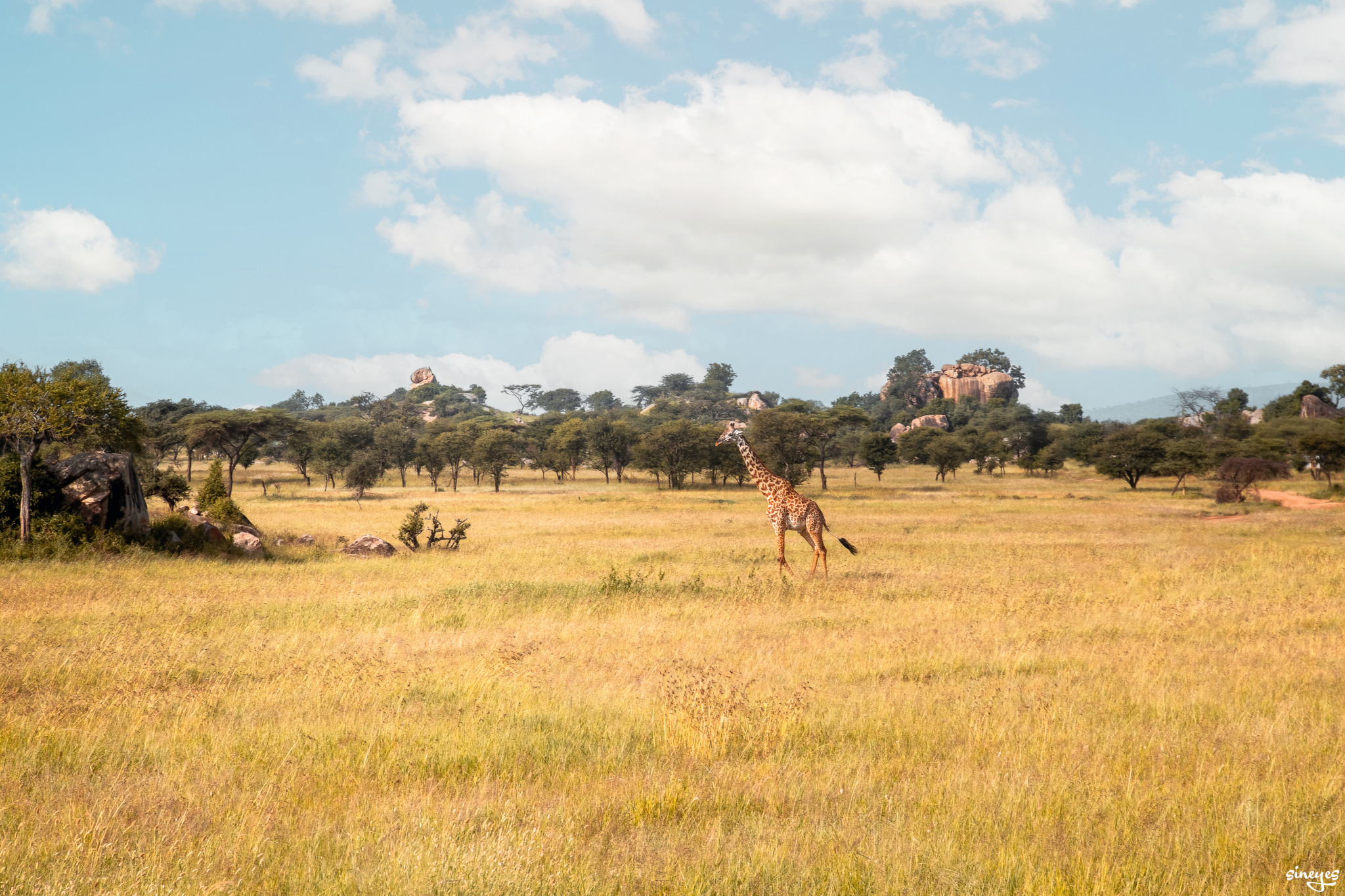 Serengeti by sineyes